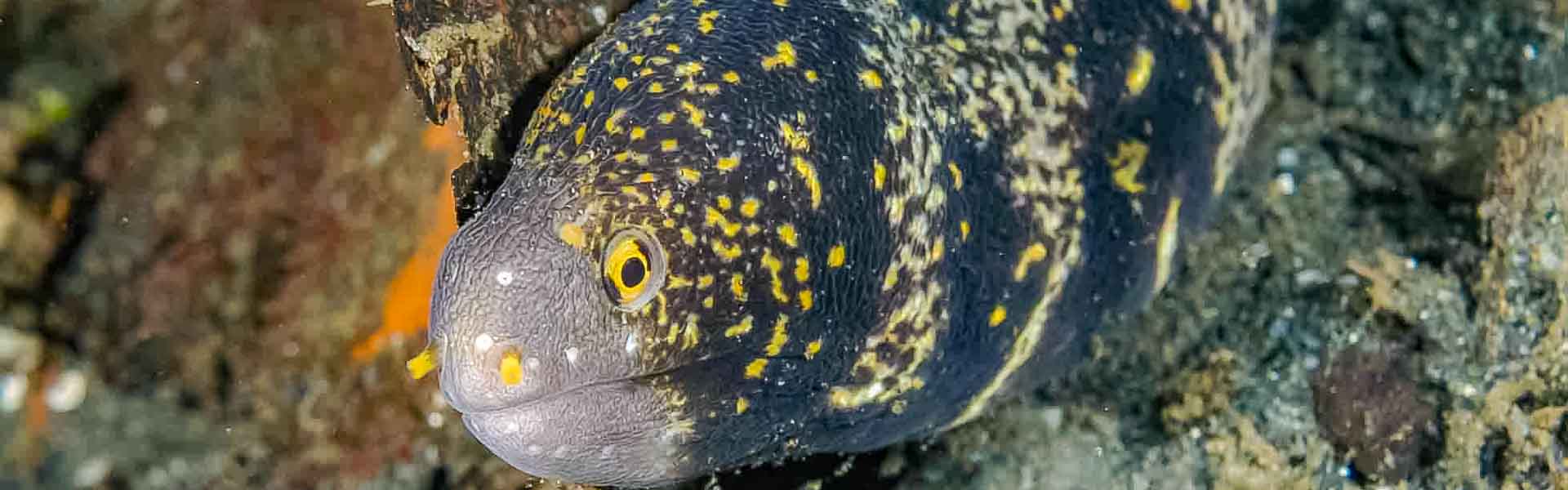 The Molucca Moray